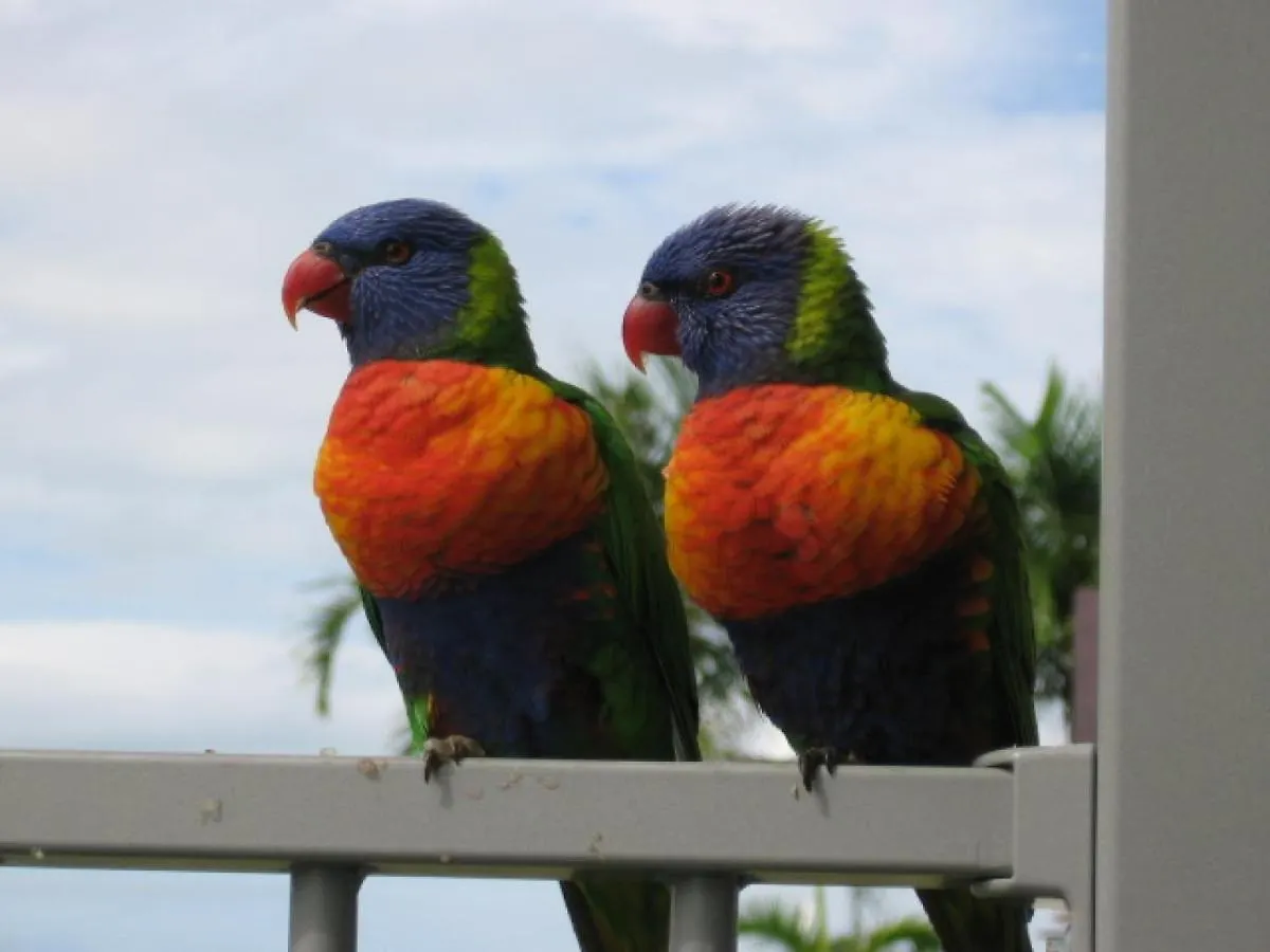 Cost Effective Island Escape! Studio Unit, Nelly Bay Australia