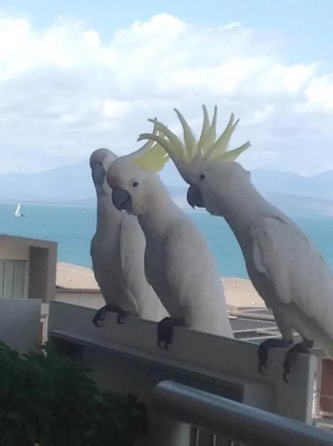 Apartment Cost Effective Island Escape! Studio Unit, Nelly Bay Australia